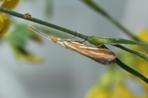 Slovakia, Malá Čausa, 19. 6. 2013, ex larvae, Genista, lgt. Ignác Richter