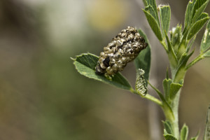 Croatia, Goriš, 3. 5. 2015, ex Medicago falcata