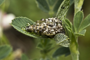 Croatia, Goriš, 3. 5. 2015, ex Medicago falcata