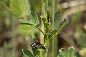 Croatia, Goriš, 3. 5. 2015, ex Medicago falcata