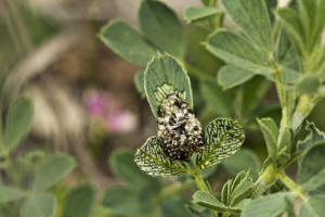 Croatia, Goriš, 3. 5. 2015, ex Medicago falcata