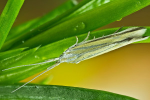 Hungary, Örkény, 1. 8. 2014, ex Astragalus, leg., cult, det. & coll. Richter Ig.