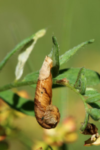 Hungary, Örkény, 8. 5. 2014, ex Astragalus, leg. Richter Ig.