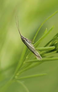 Hungary, Bélmegyér, 8. 5. 2013, lgt. Ignác Richter