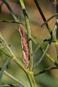 Hungary, Bélmegyer, 15. 9. 2016, ex Crinitaria linosyris