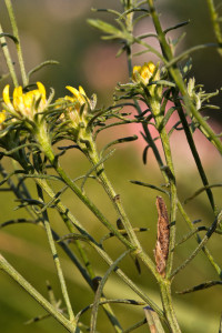 Hungary, Bélmegyer, 15. 9. 2016, ex Crinitaria linosyris