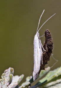 Hungary, Bélmeger, 25. 4. 2017, leg., cult., det. & coll. Richter Ig., ex Crinitaria linosyris