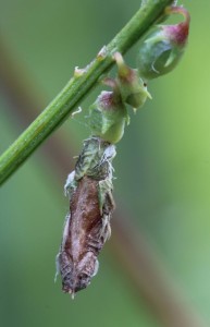 Slovakia, Malá Lodina, 1. 8. 2013, Melilotus albus