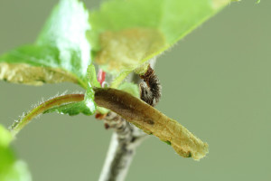 Slovakia, Tvrdošovce, 4. 4. 2014, Crataegus, leg. Richter Ig.