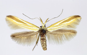 wingspan 17 mm /female/, 22 mm /male/