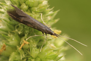 Slovakia, Prosiecka dolina, 8. 7. 2014, ex Salvia verticiliata, leg, cult., det. & coll. Richter Ig.