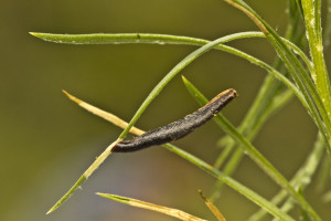 Croatia, Tribunj, 2. 5. 2015, ex Crinitaria linosyris