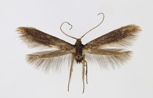 Slovakia Malé Kršteňany, Veľký vrch ex larvae Crataegus, leg. & cult. Richter Ig., wingspan 11 mm