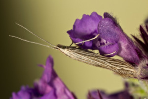 Hungary, Vertés hegység, Csákberény, Bucka-hegy, 22. 5. 2015, ex Salvia pratensis, leg., cult, det. & coll. Richter Ig.