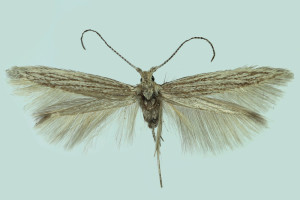 Morocco, Gu, wingspan 12 mm