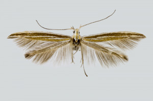 Spain, Teruel, Montalbán, 12. 6. 2018, leg. & coll. Laštuvka A., det. Richter Ig., wingspan 16 mm