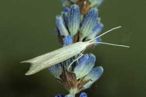 Macedónia, Radika River walley, 3. 7. 2014, ex Lamiaceae, leg., cult., det. & coll. Richter Ig.