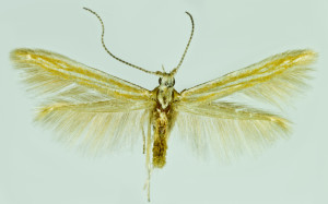 Spain, Andalusia, Gaucín, 30. 6. 1994, leg. & coll. Laštuvka A., det. Richter Ig., wingspan 11 mm