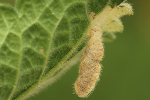 Macedónia, Radika River walley, 13. 6. 2014, ex Lamiaceae, leg. Richter Ig.