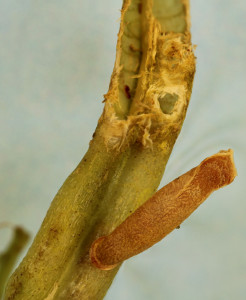 Slovakia, Malá Čausa, 18. 7. 2012, ex Astragalus, leg. Richter Ig.