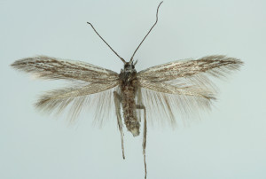 Spain, Almeria, Sierra de Alhamilla, Nijar env., 30. 4. 2008, leg. & coll. Tokár, wingspan 12 mm