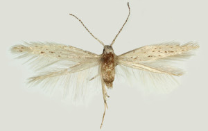 Spain, Aragon, Mequinenza env., 14. 7. 2010, leg. & coll. Tokár, wingspan 8 mm