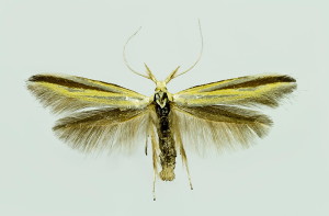 Hungary, Bélmegyer, 4. 6. 2014, ex l., leg. Tokár, cult, det. & coll. Richter Ig., wingspan 18 mm