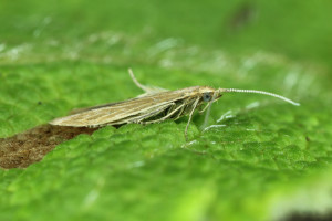 Slovakia, Šurany, 23. 5. 2014, ex Tanacetum vulgare