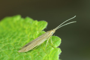 Slovakia, Šurany, 23. 5. 2014, ex Tanacetum vulgare