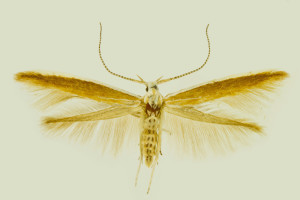 Moravia, Klentnice, 25. 8. 1997, leg. & coll. Laštuvka A., det. Richter Ig., wingspan 13 mm