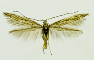 Croatia, Velebit Mts., Maly Alan pass, 19. 8. 2014, leg., det. & coll. Richter Ig., wingspan 13 mm