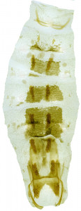 34 - 756 Coleophora macilenta abd.