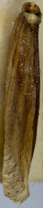 25906, Coleophora lithargyrinella, puzdierko (1) – kópia