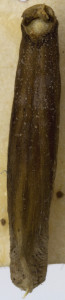 25906, Coleophora lithargyrinella, puzdierko (2) – kópia