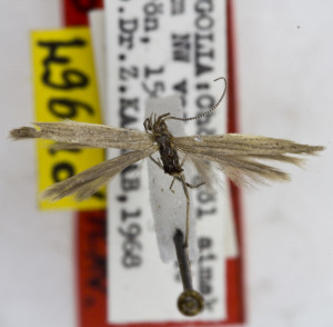 PARATYPUS, coll. TTMB, wingspan 15 mm