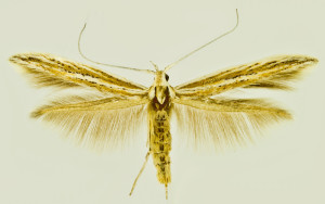 Gallia, wingspan 15 mm