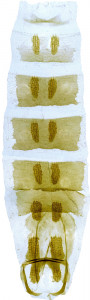 65 - 2868 Coleophora parentehella abd.