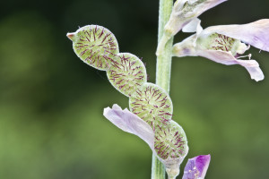 Hedysarum macedonicum