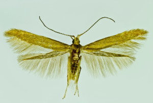 Spain mer., Sierra de la Yedra, El Molinillo, 28. 6. 1992, leg. & coll. Laštuvka A., det. Richter Ig., wingspan 12 mm