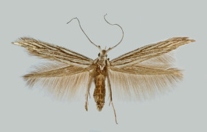 Spain, Sierra de Yedra, El Molinillo, 28. 6. 1992, leg. & coll. Laštuvka A., det. richter Ig., wingspan 15 mm