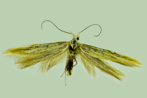 Russia, Altai rep., Kosh - Agach distr., 6,5 km of Kurai vill., 9. - 10. 7. 2014, leg. Dvořák, det. & coll. Richter Ig., wingspan 23 mm