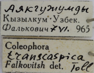 Coleophora transcaspica (1)