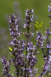 Nepeta nuda (?)