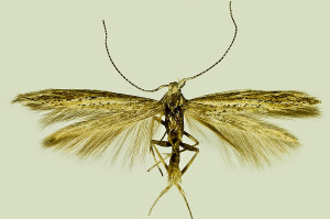 France, Sommiéres distr., Maruéjols env., 19. 9. 2005, leg. & coll. Šumpich, det. Richter Ig., wingspan 11 mm