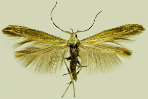 dtto, other specimen