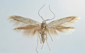 Spain mer., Sierra de la Yedra, El Molinillo, 28. 6. 1992, leg. & coll. Laštuvka A., det. Richter Ig., wingspan 19 mm