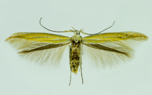 Spain, Huesca, Boltaňa, 9. 6. 2014, leg. & coll. Laštuvka A., wingspan 13 mm