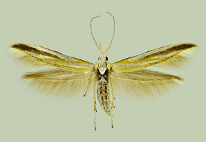Spain, Jarafuel (Cofrentes), 7. 1991, ex l., Leguminaceae, leg., cult. & coll. Laštuvka A., wingspan 13 mm