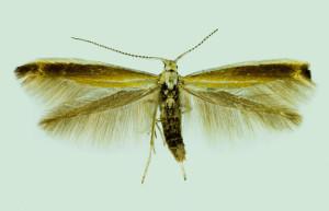 Coleophora sp., Spain, León, La Mata de Curueňo, 20. 6. 2014, leg. & coll. Laštuvka A., wingspan 16 mm
