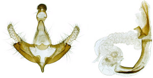 Armenia, Lesser Caucasus, Vayots Dzor re., Vayk, 1270 m, 4. 8. 2014, leg. & coll. Zlatkov & Chobanov, wingspan 13 mm